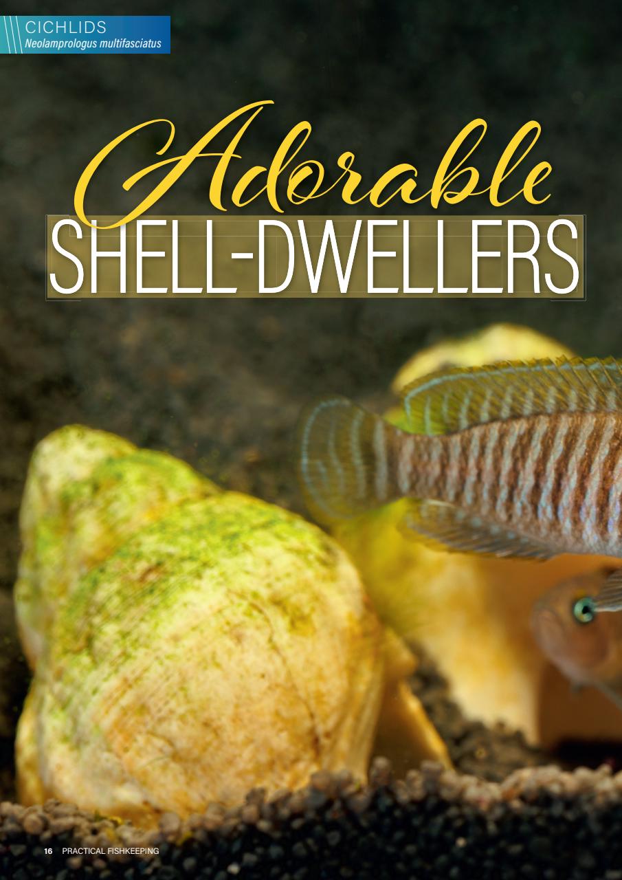 Practical Fishkeeping Preview Pages