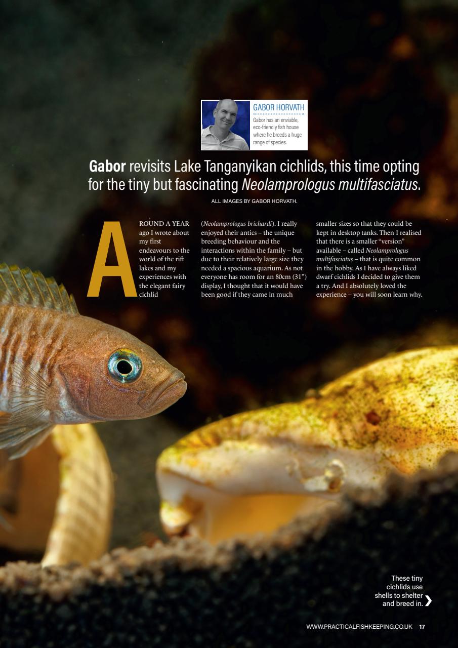 Practical Fishkeeping Preview Pages
