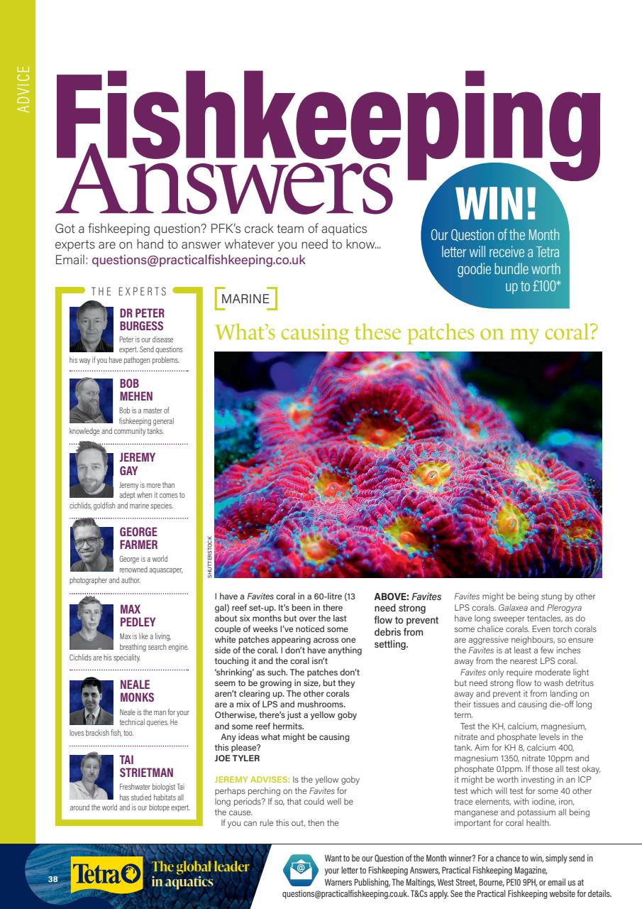 Practical Fishkeeping Preview Pages