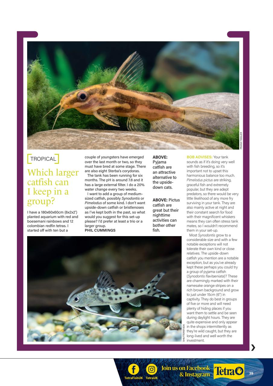 Practical Fishkeeping Preview Pages