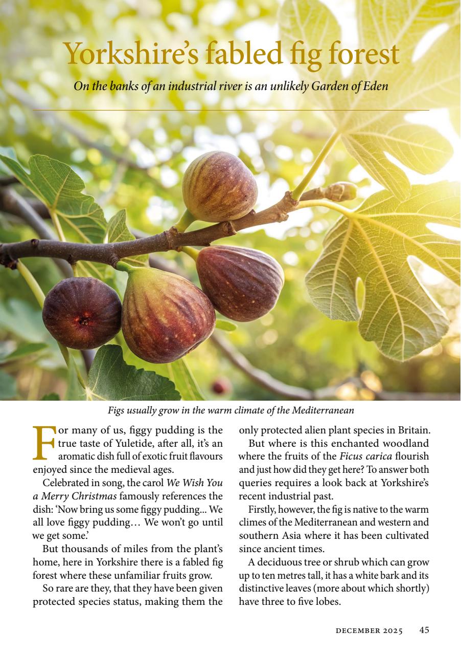 The Yorkshire Dalesman Preview Pages