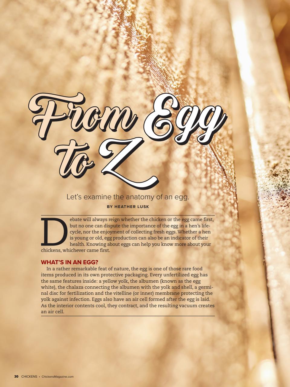 Chickens Magazine Preview Pages