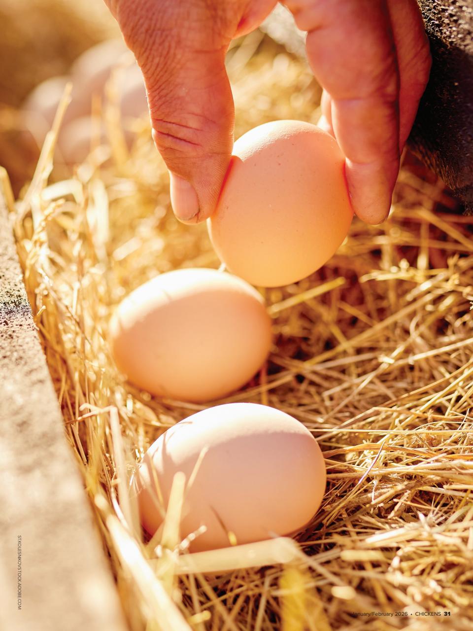 Chickens Magazine Preview Pages