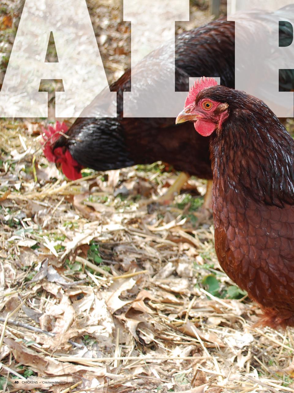 Chickens Magazine Preview Pages
