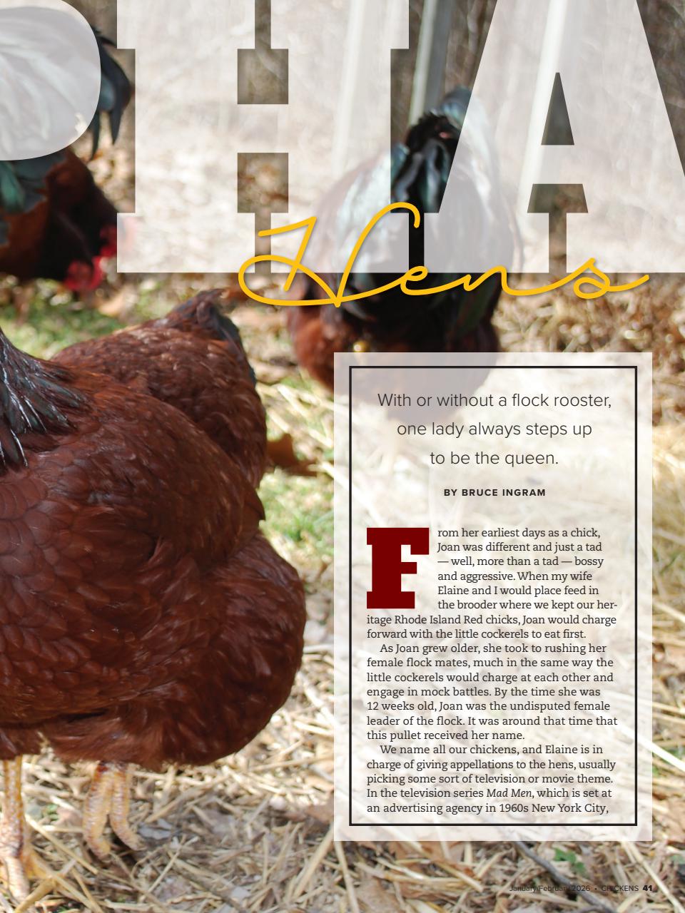 Chickens Magazine Preview Pages