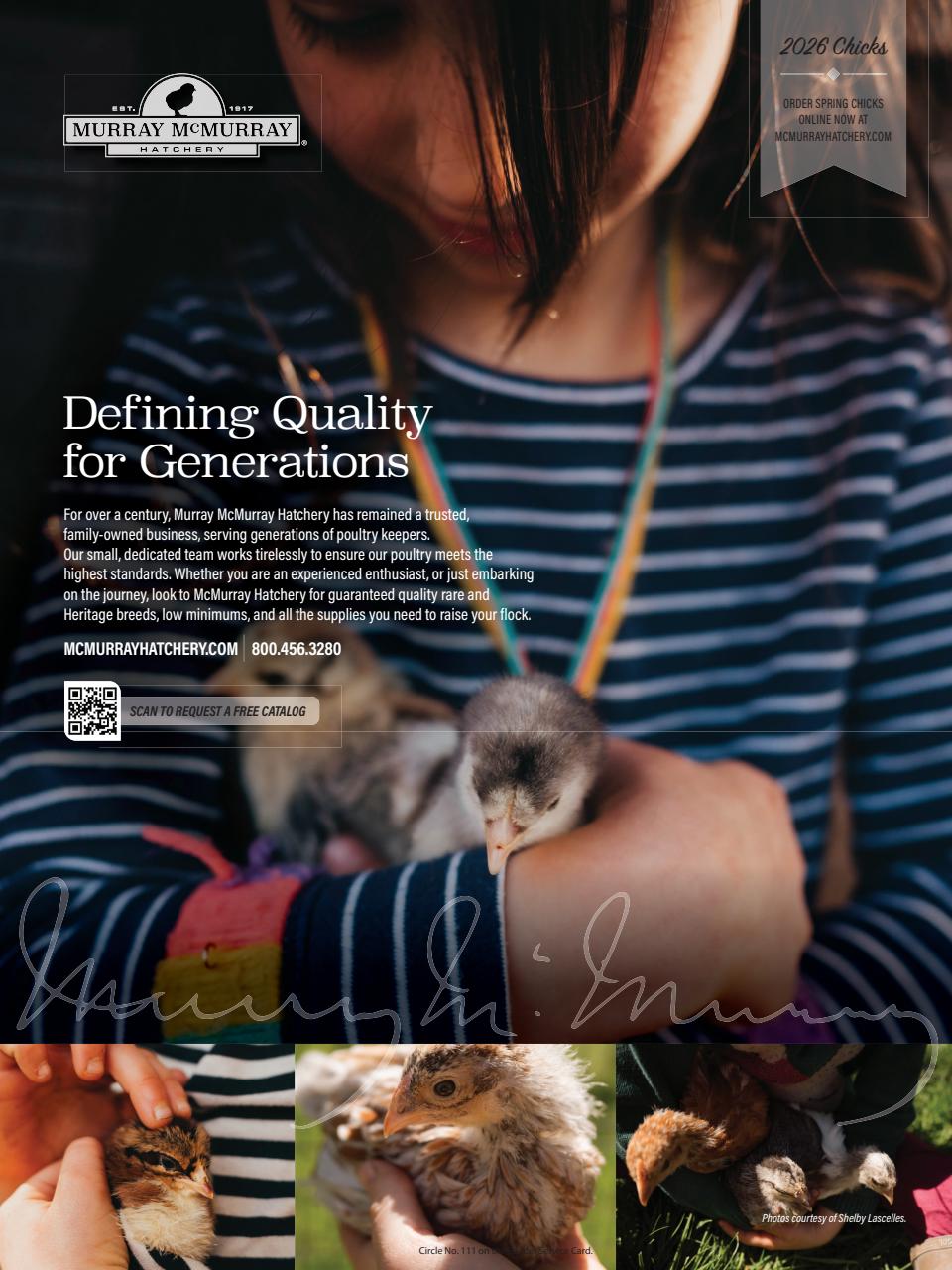 Chickens Magazine Preview Pages