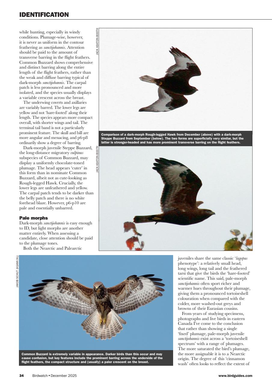 Birdwatch Magazine Preview Pages