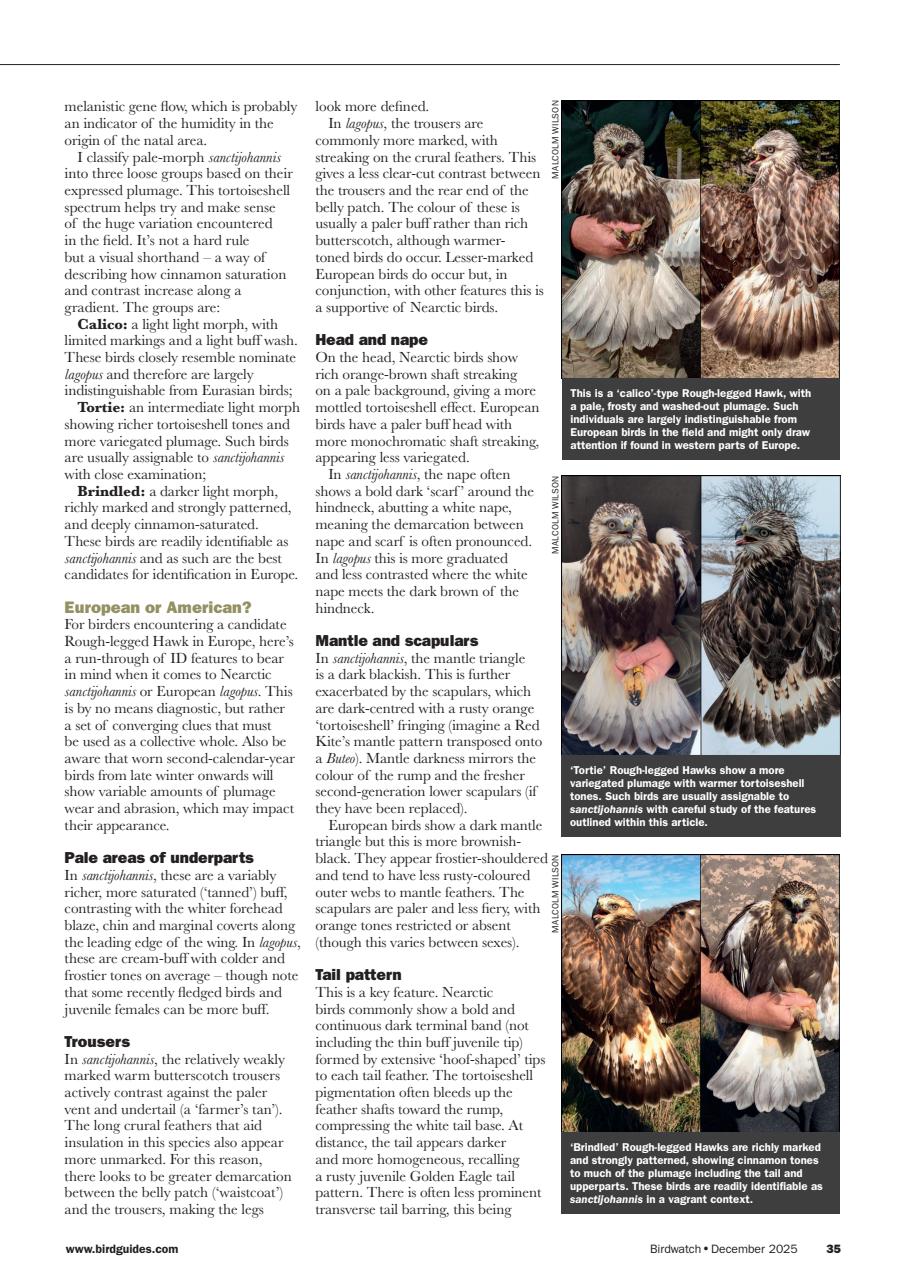 Birdwatch Magazine Preview Pages