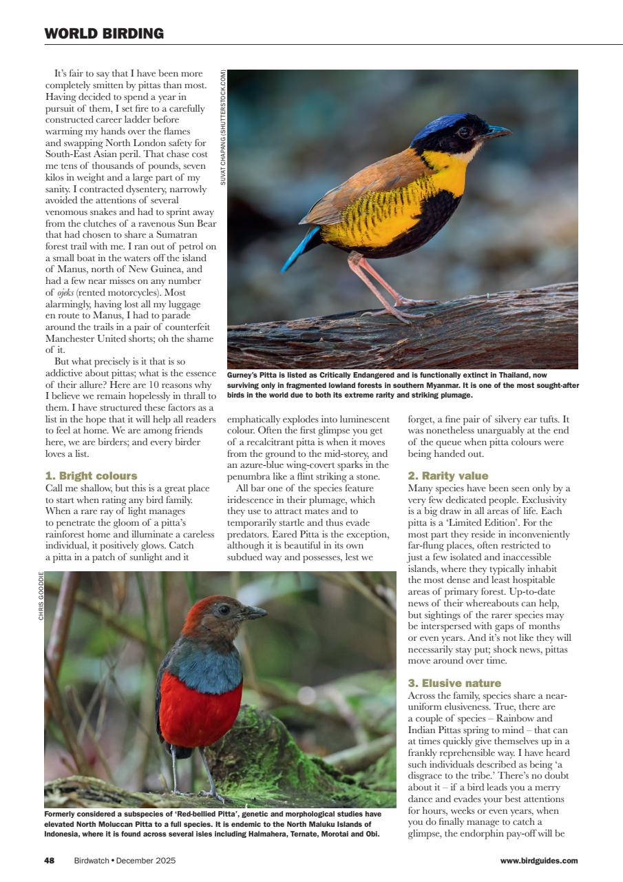 Birdwatch Magazine Preview Pages