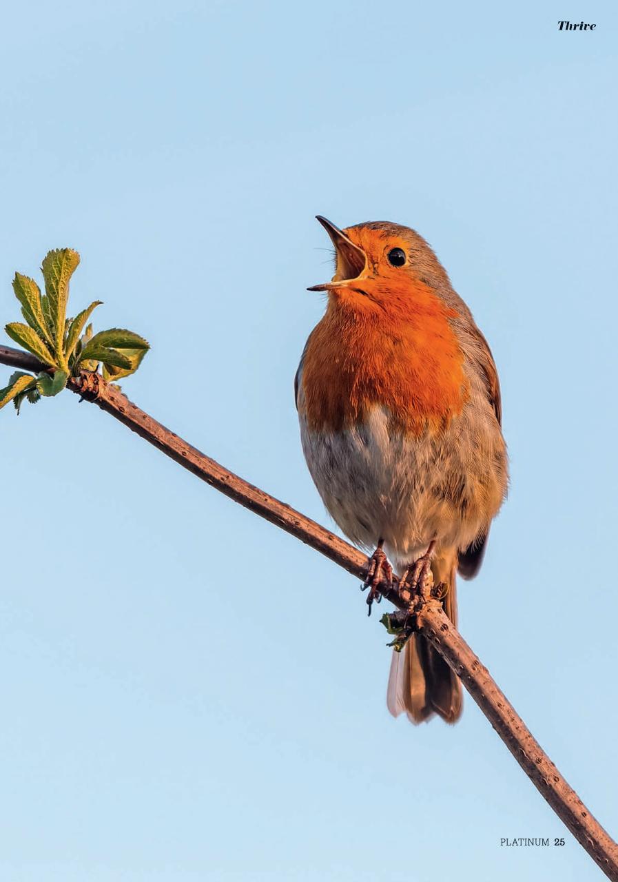 Platinum Preview Pages