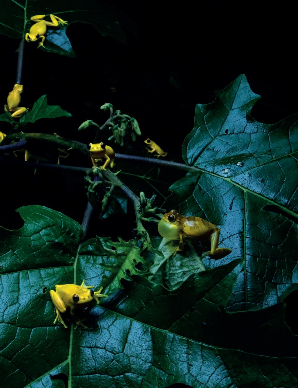 Outdoor Photography Preview Pages