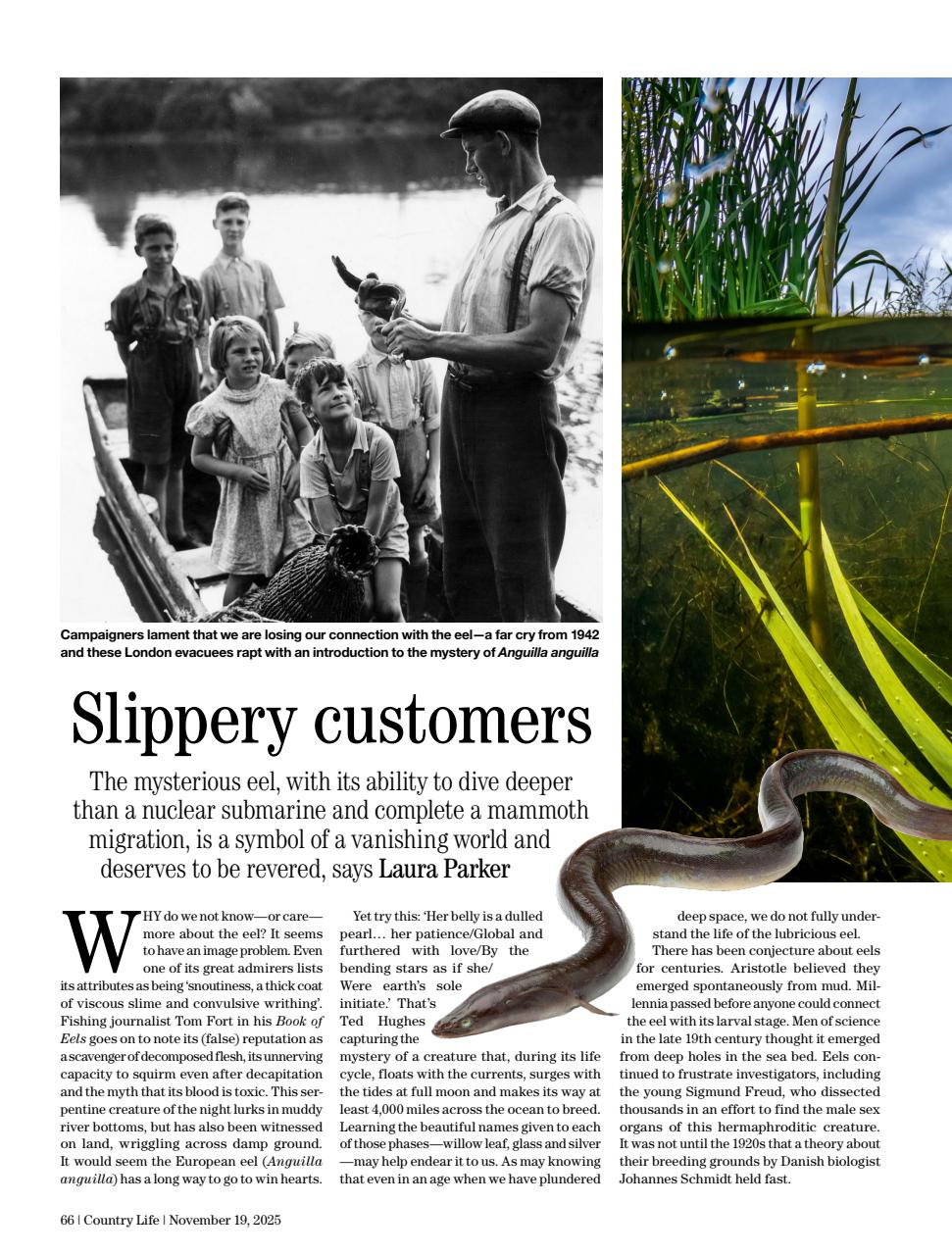 Country Life Preview Pages