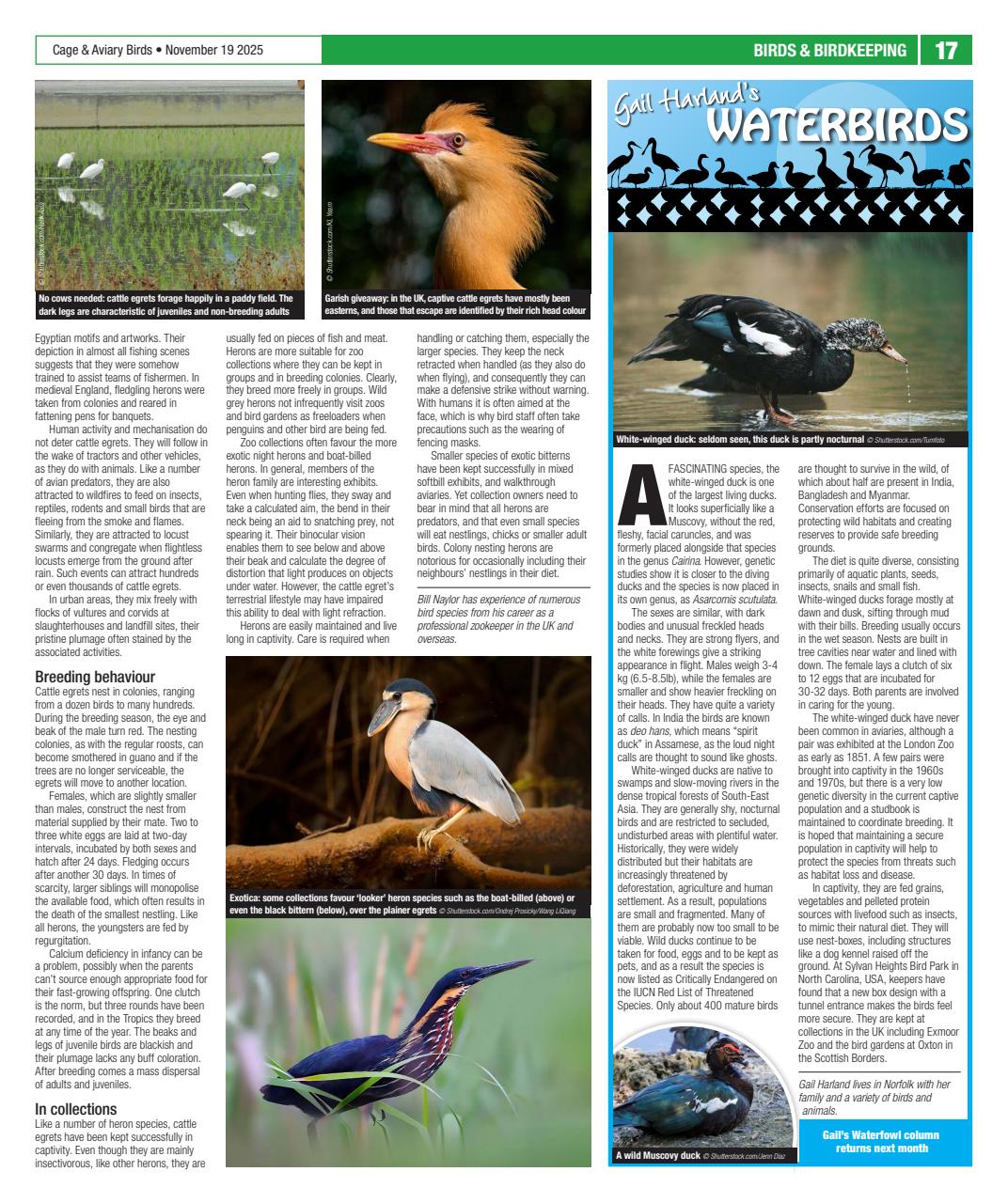 Cage & Aviary Birds Preview Pages