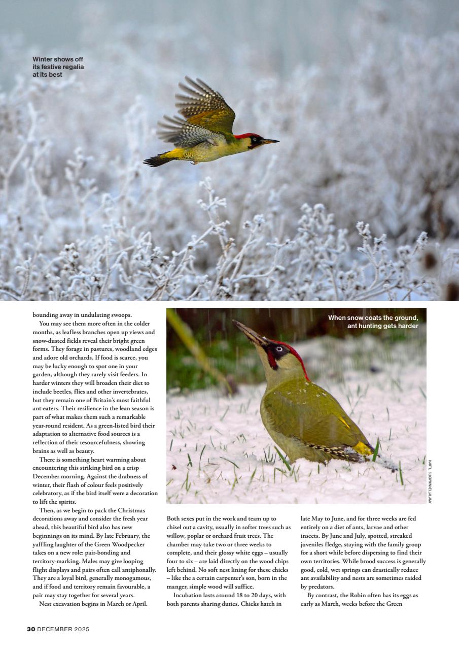 Bird Watching Preview Pages