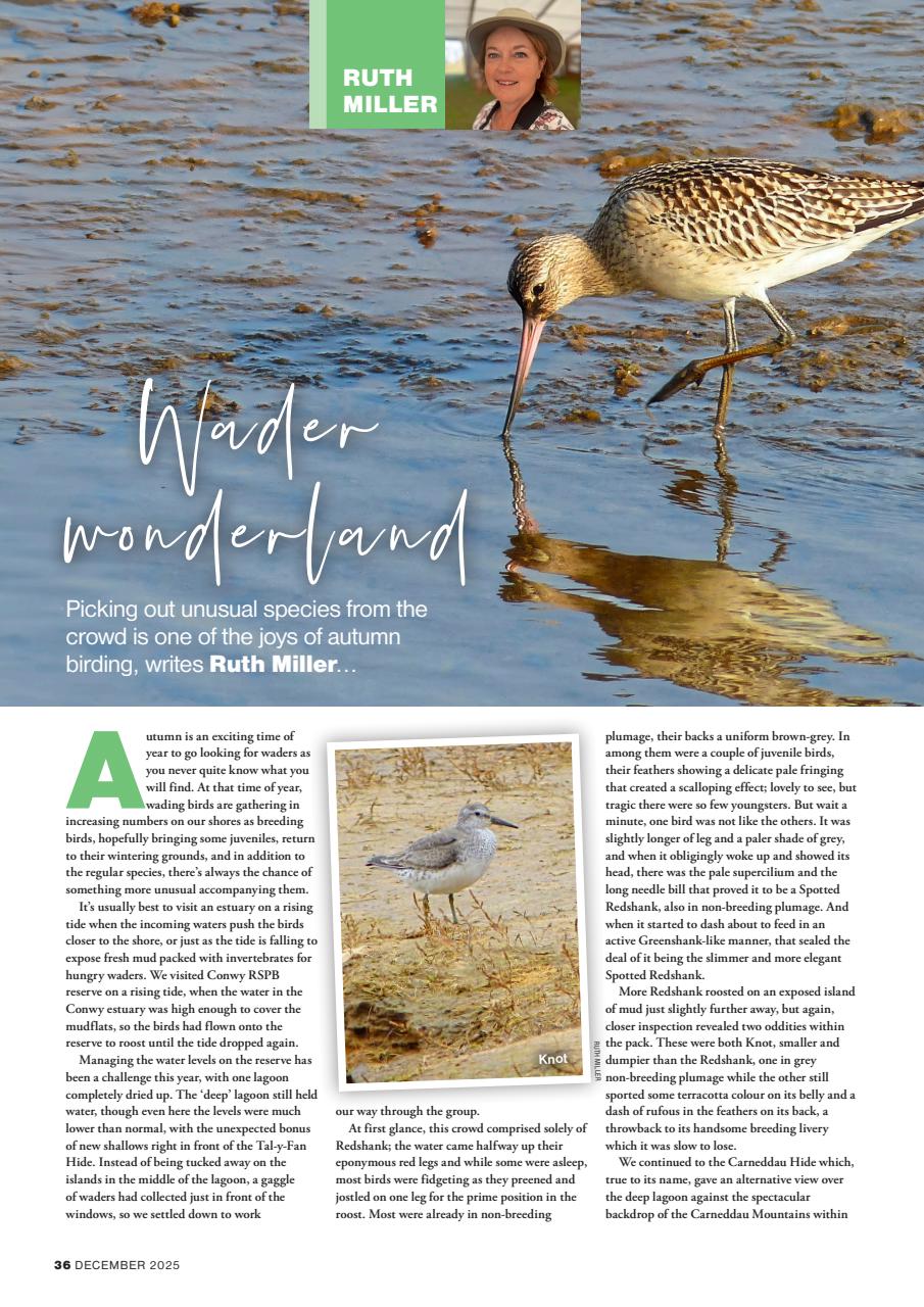 Bird Watching Preview Pages