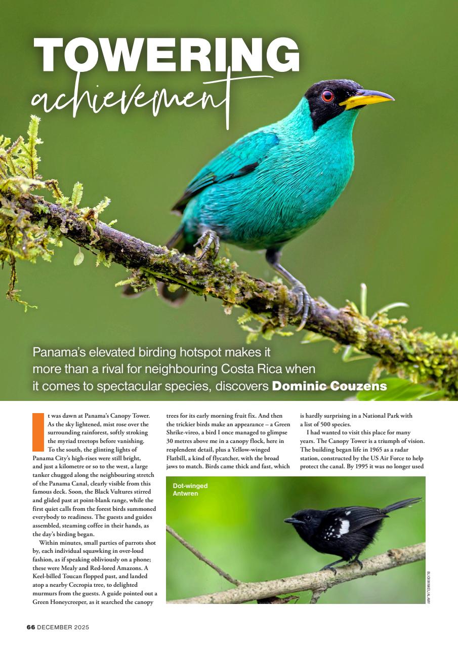 Bird Watching Preview Pages