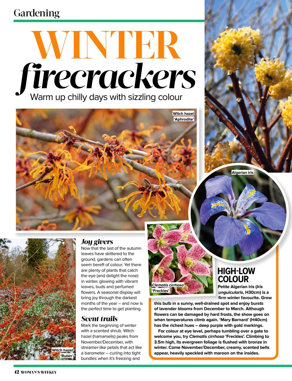 Woman's Weekly Preview Pages