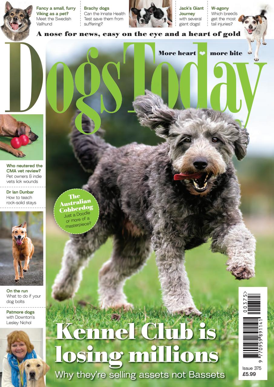 Dogs Today Magazine Preview Pages