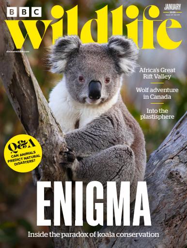 BBC Wildlife Magazine issue 