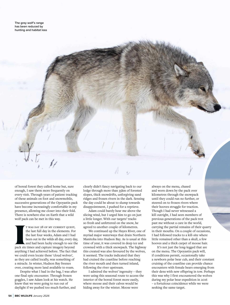 BBC Wildlife Magazine Preview Pages