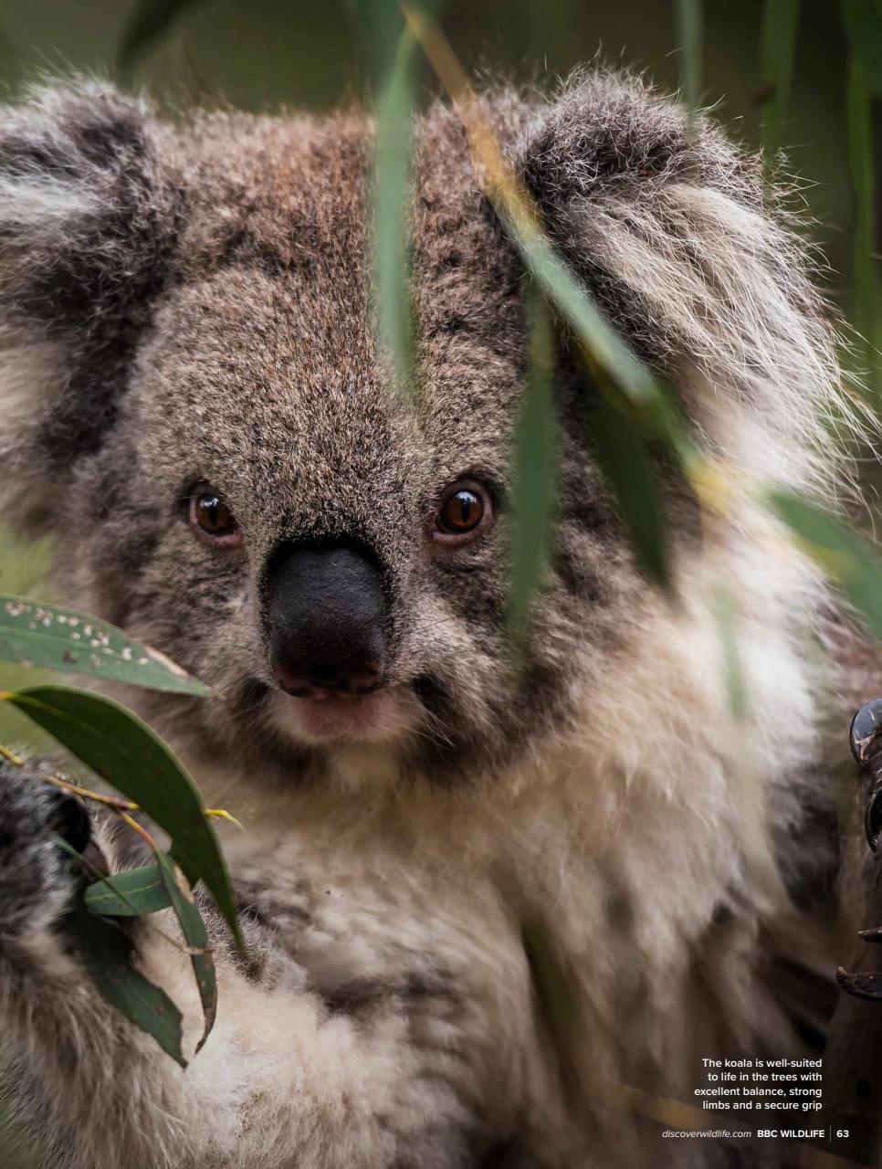 BBC Wildlife Magazine Preview Pages