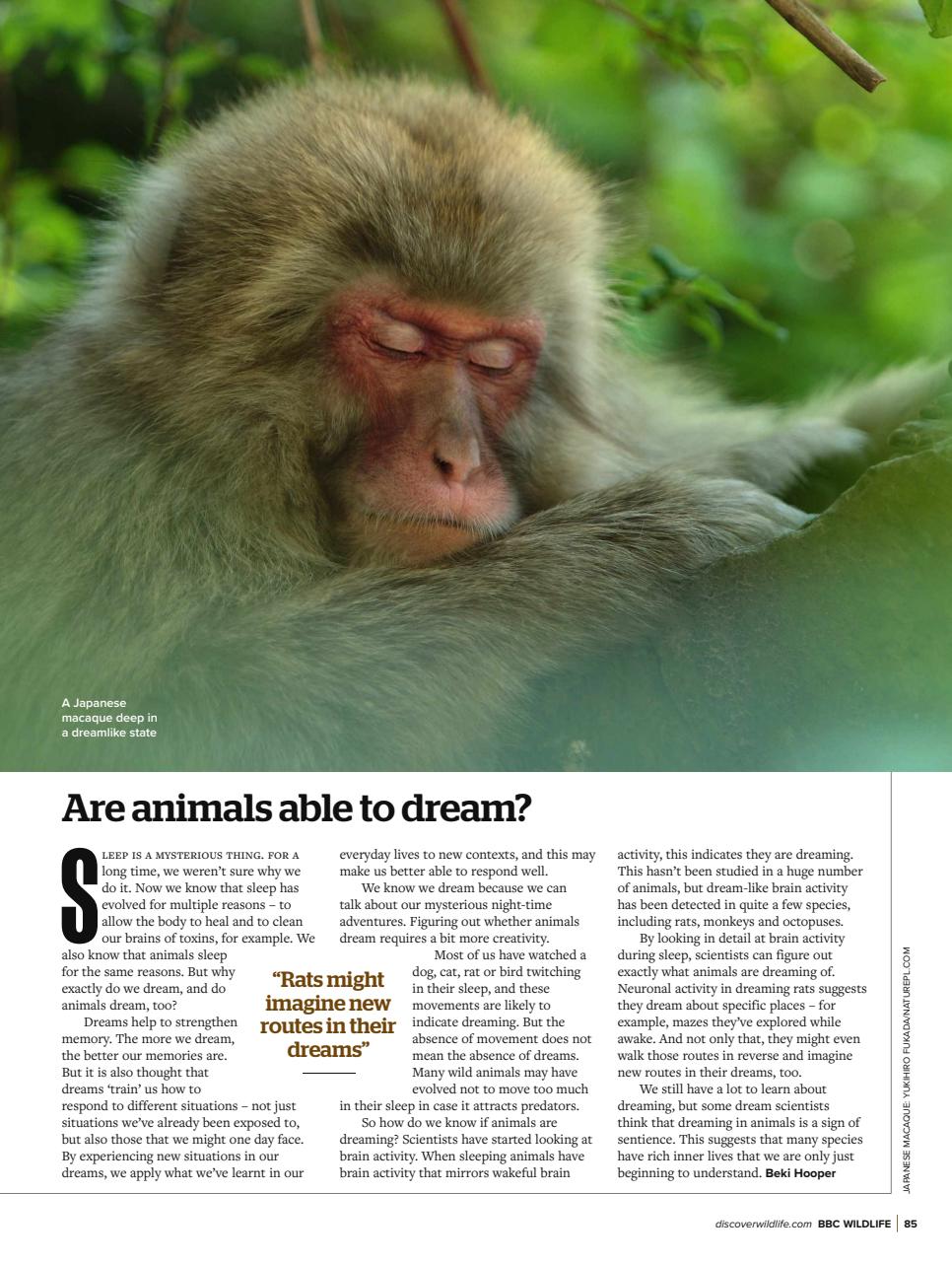 BBC Wildlife Magazine Preview Pages