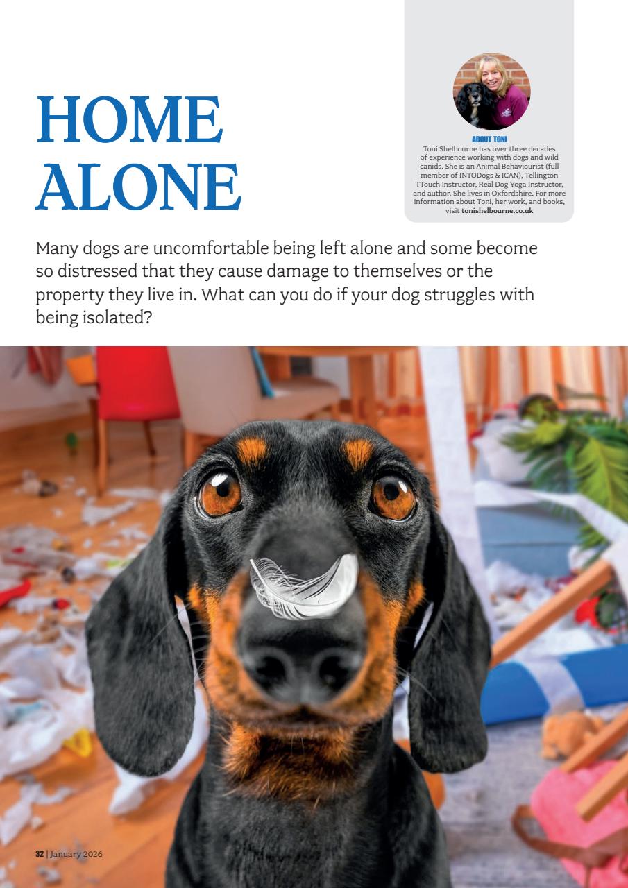 Your Dog Preview Pages