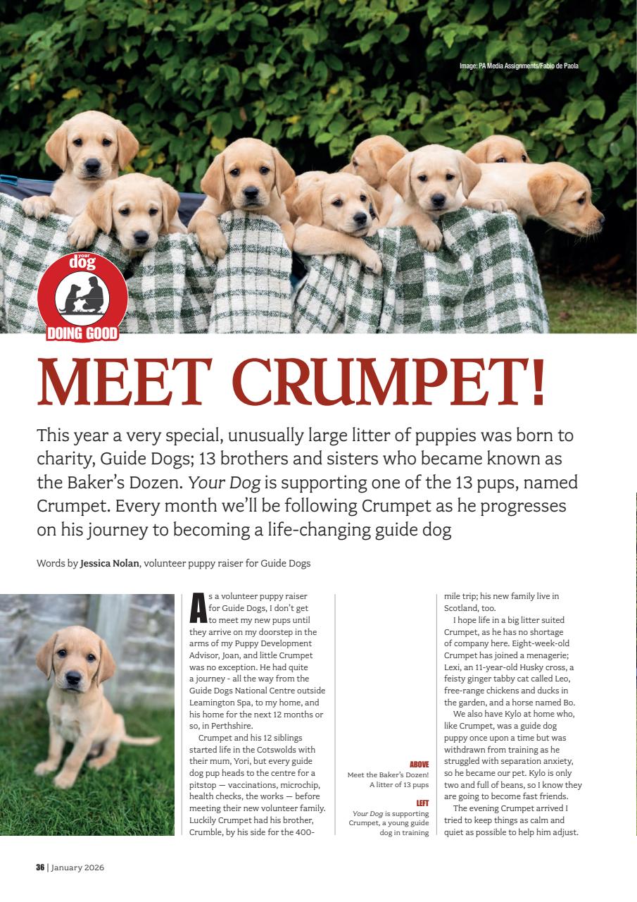 Your Dog Preview Pages