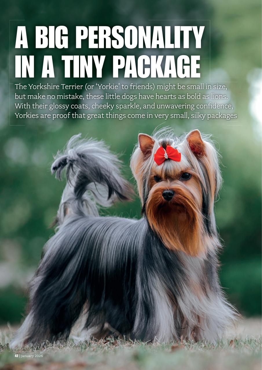 Your Dog Preview Pages