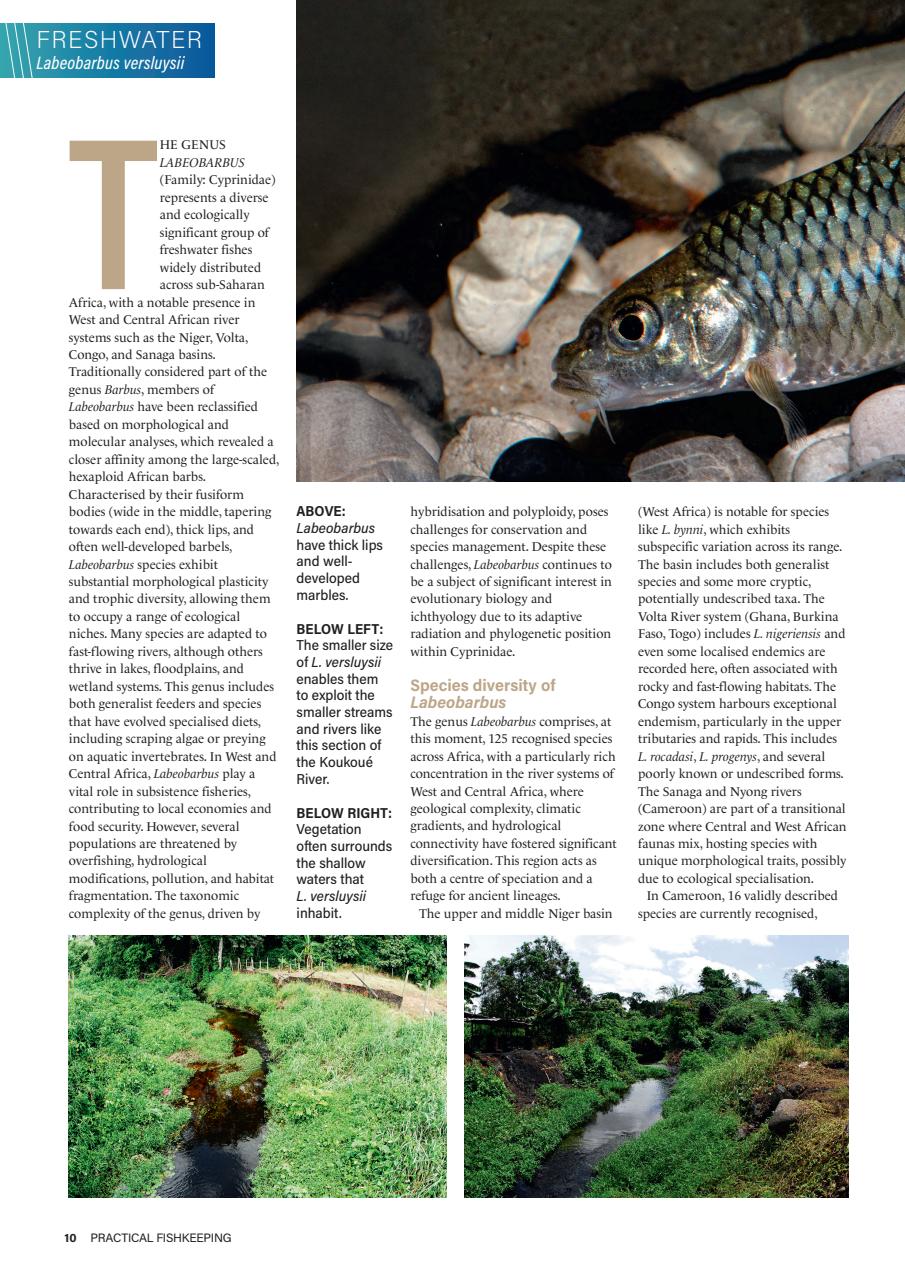 Practical Fishkeeping Preview Pages