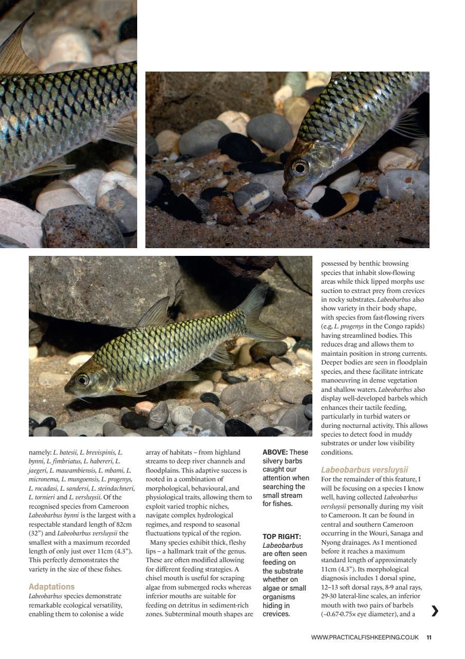Practical Fishkeeping Preview Pages
