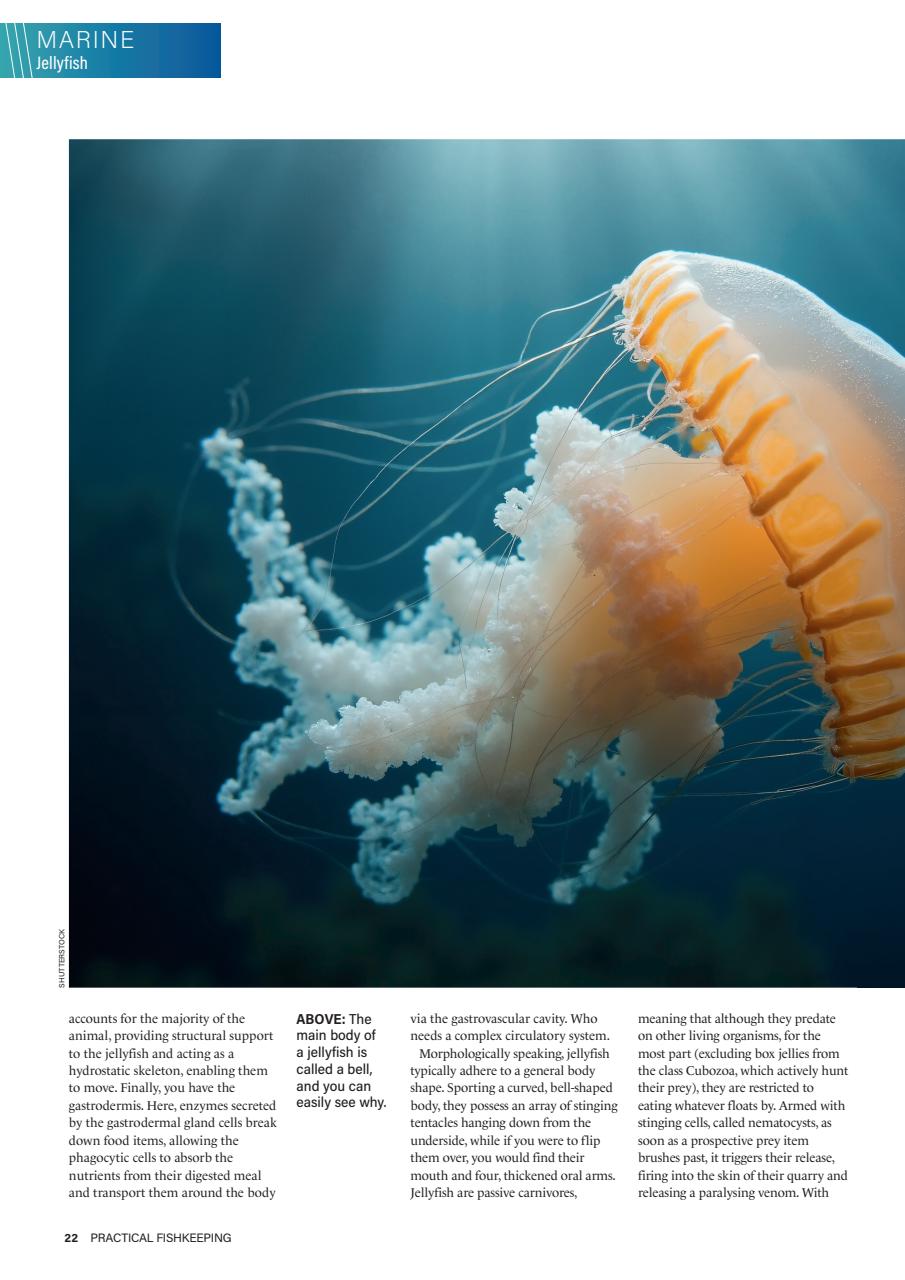 Practical Fishkeeping Preview Pages