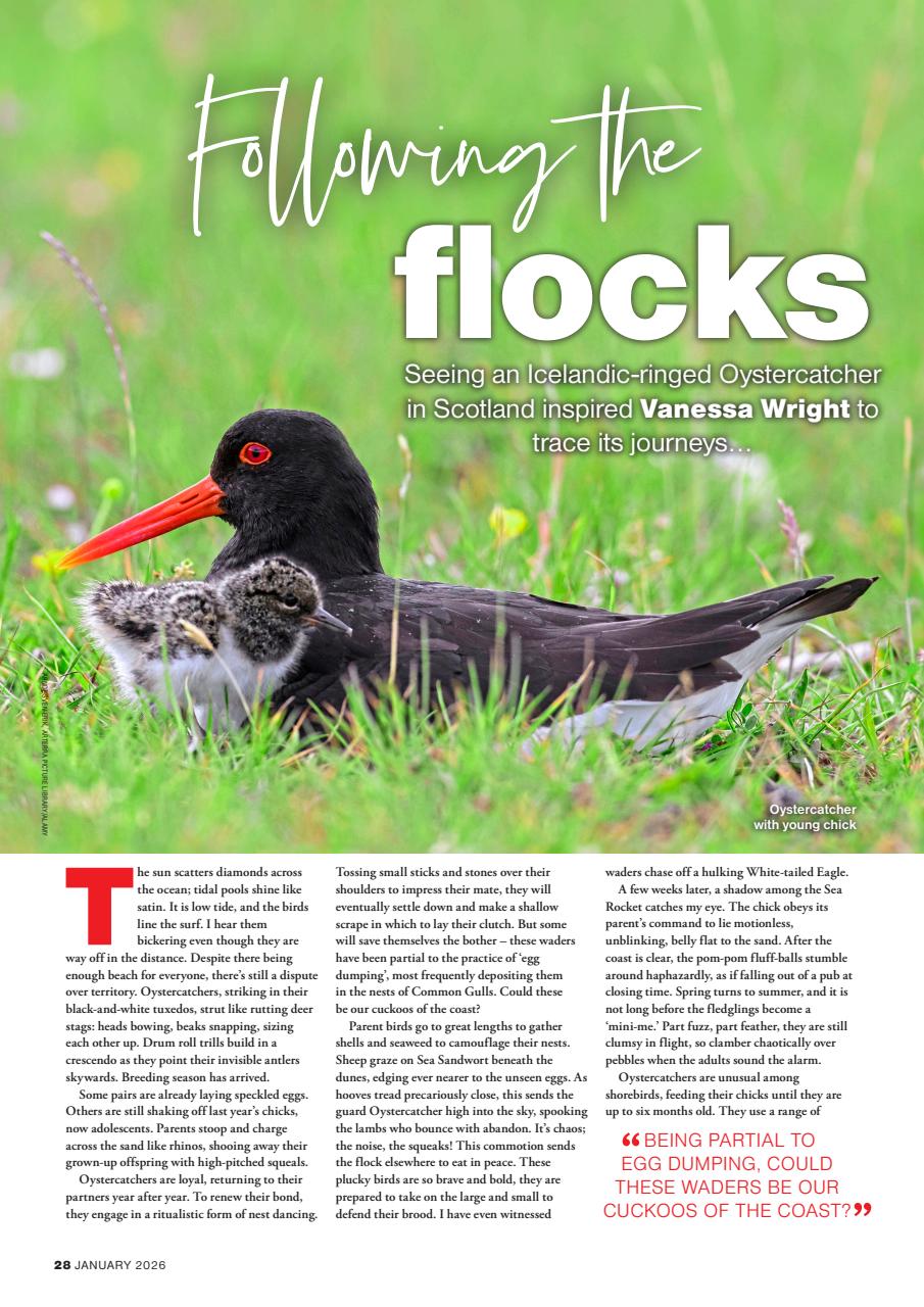 Bird Watching Preview Pages