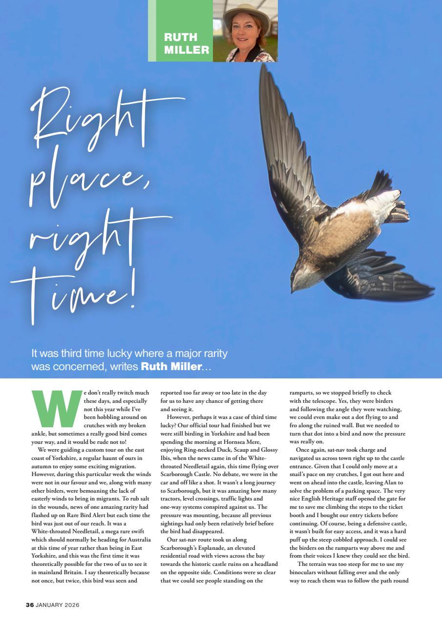 Bird Watching Preview Pages