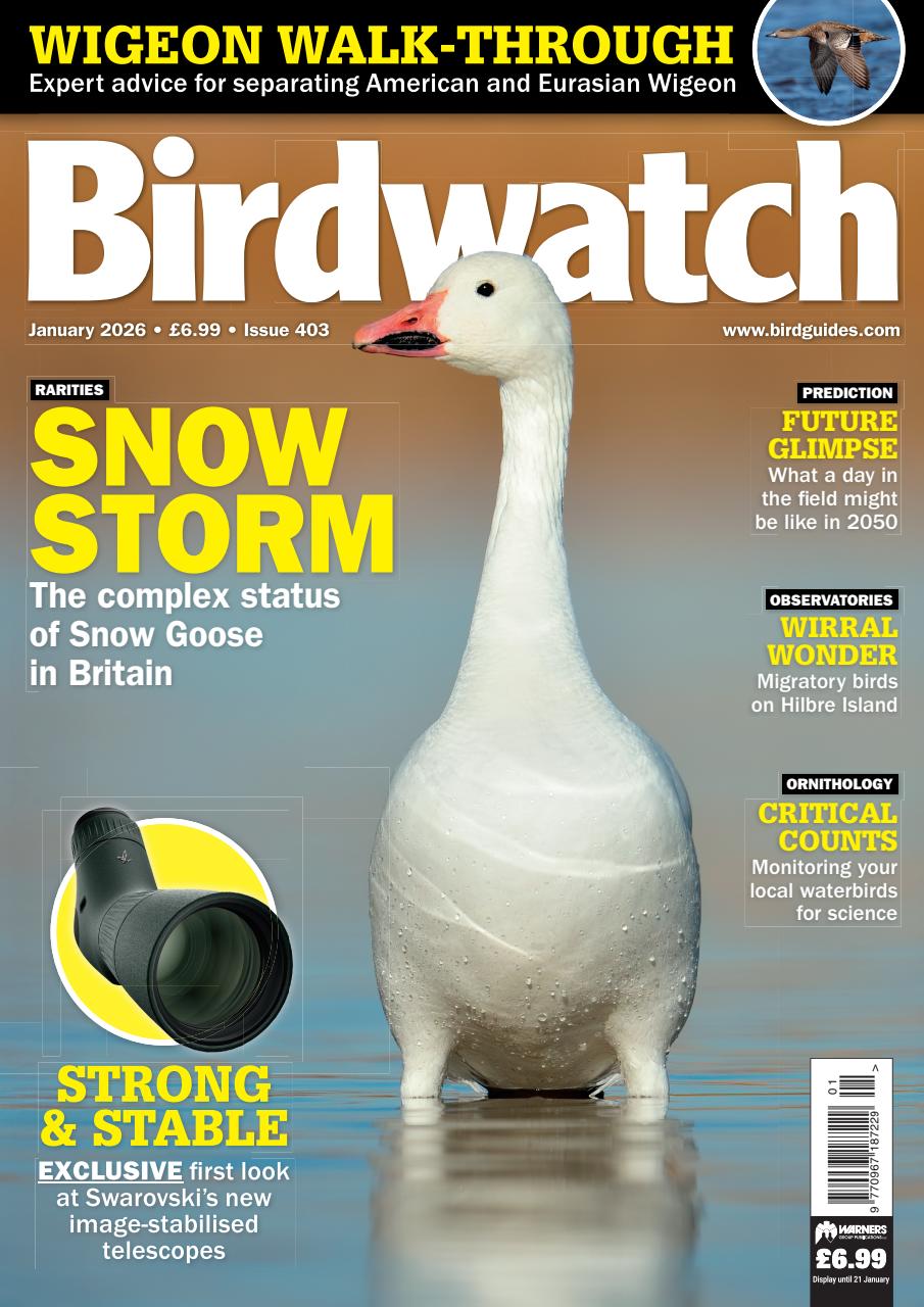 Birdwatch Magazine Preview Pages