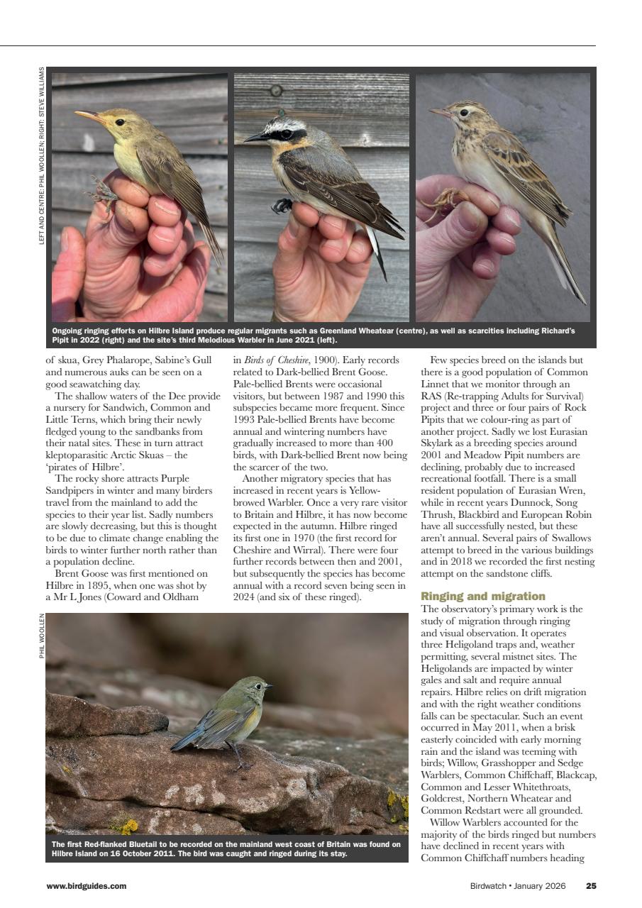 Birdwatch Magazine Preview Pages