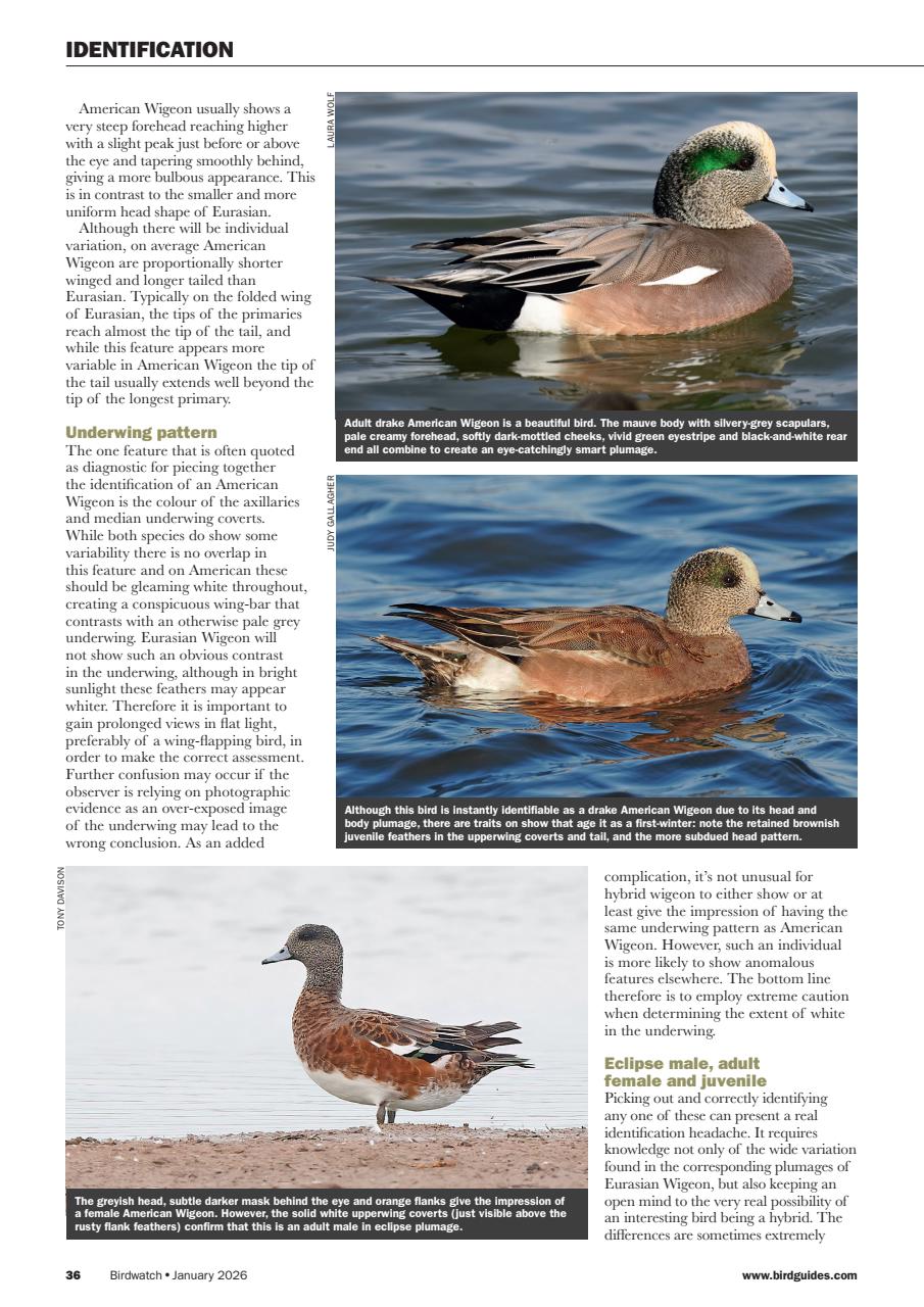 Birdwatch Magazine Preview Pages