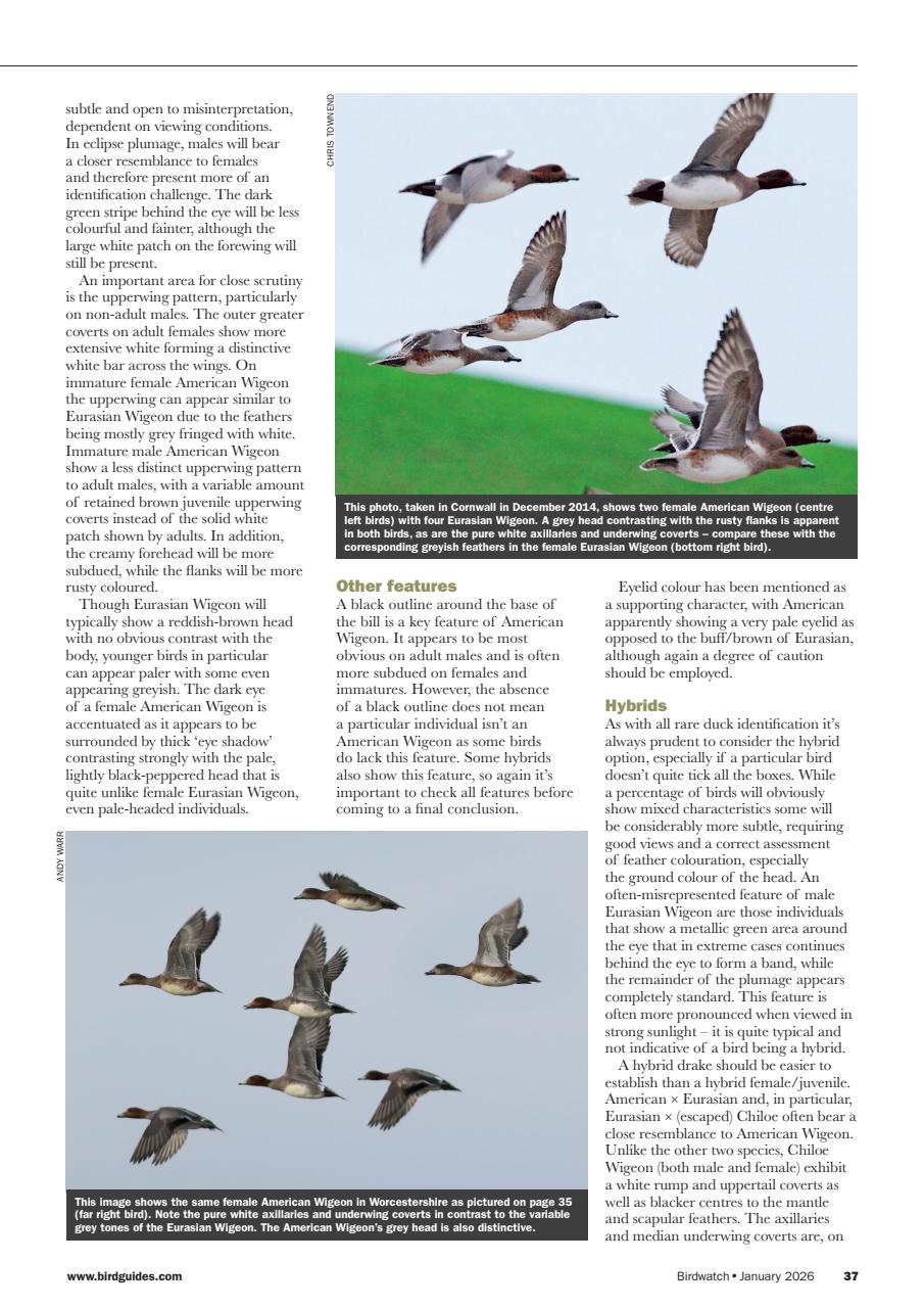Birdwatch Magazine Preview Pages