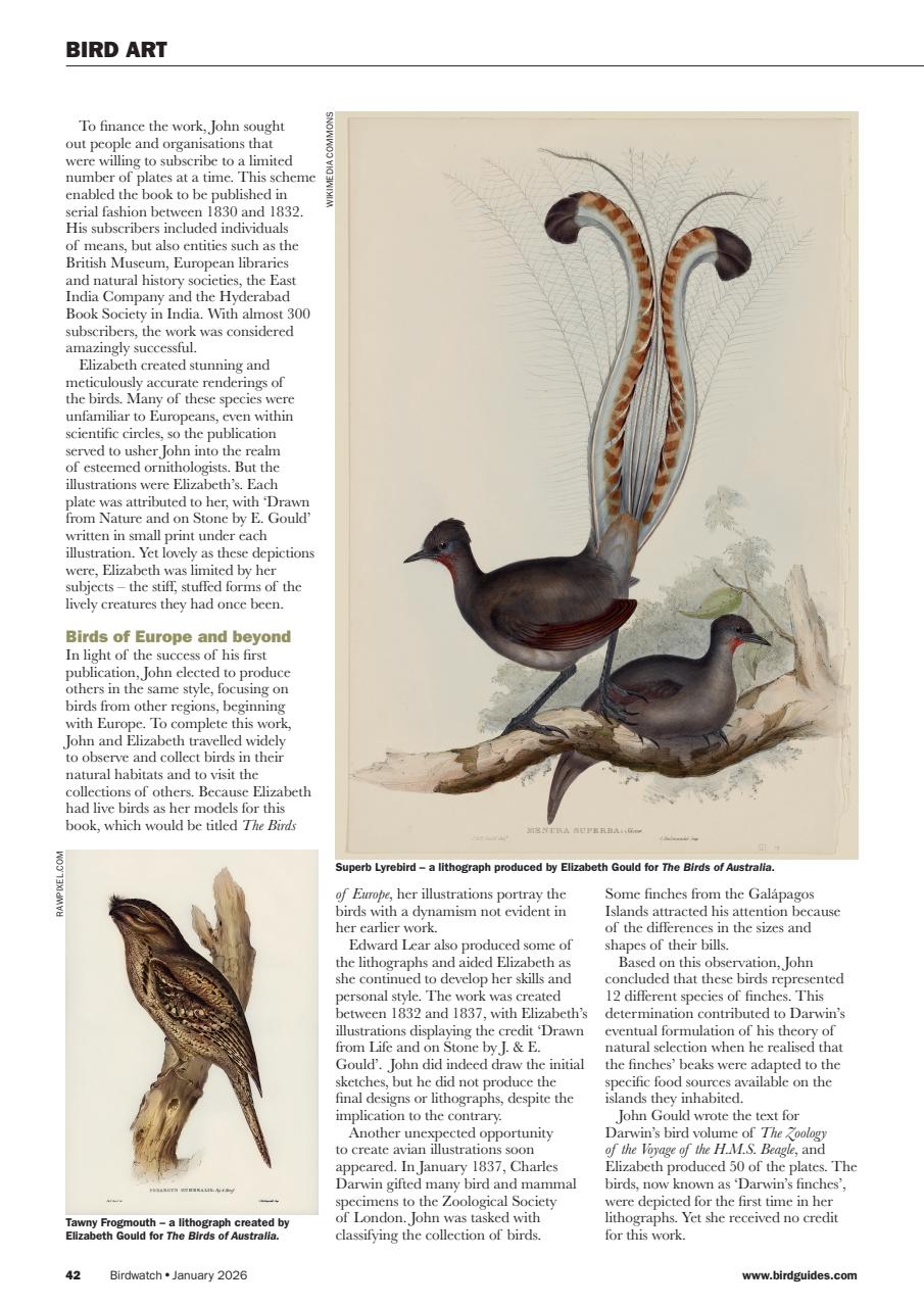 Birdwatch Magazine Preview Pages