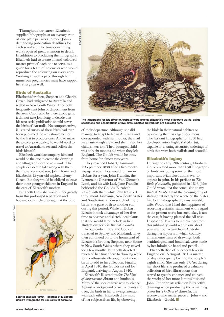 Birdwatch Magazine Preview Pages