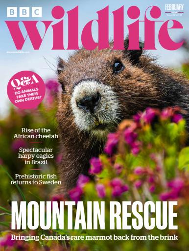 BBC Wildlife Magazine issue 
