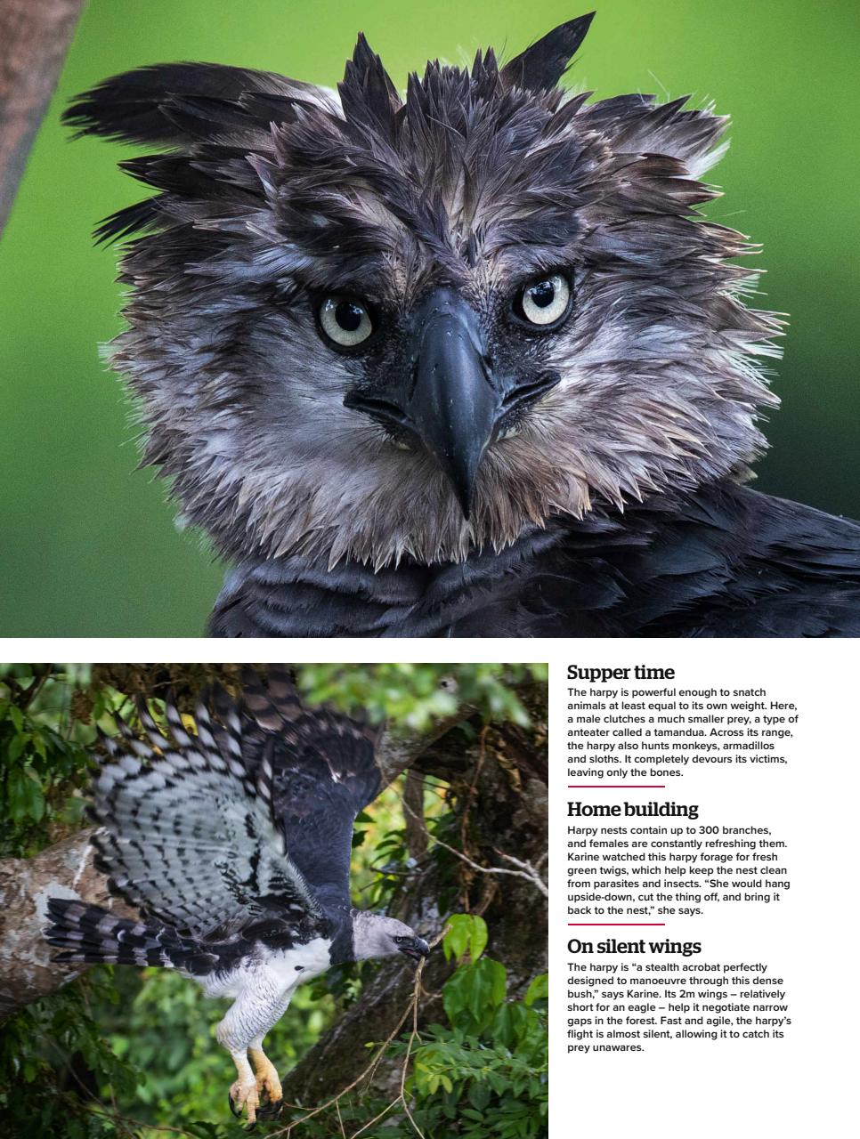BBC Wildlife Magazine Preview Pages