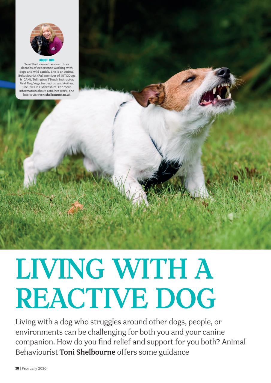 Your Dog Preview Pages