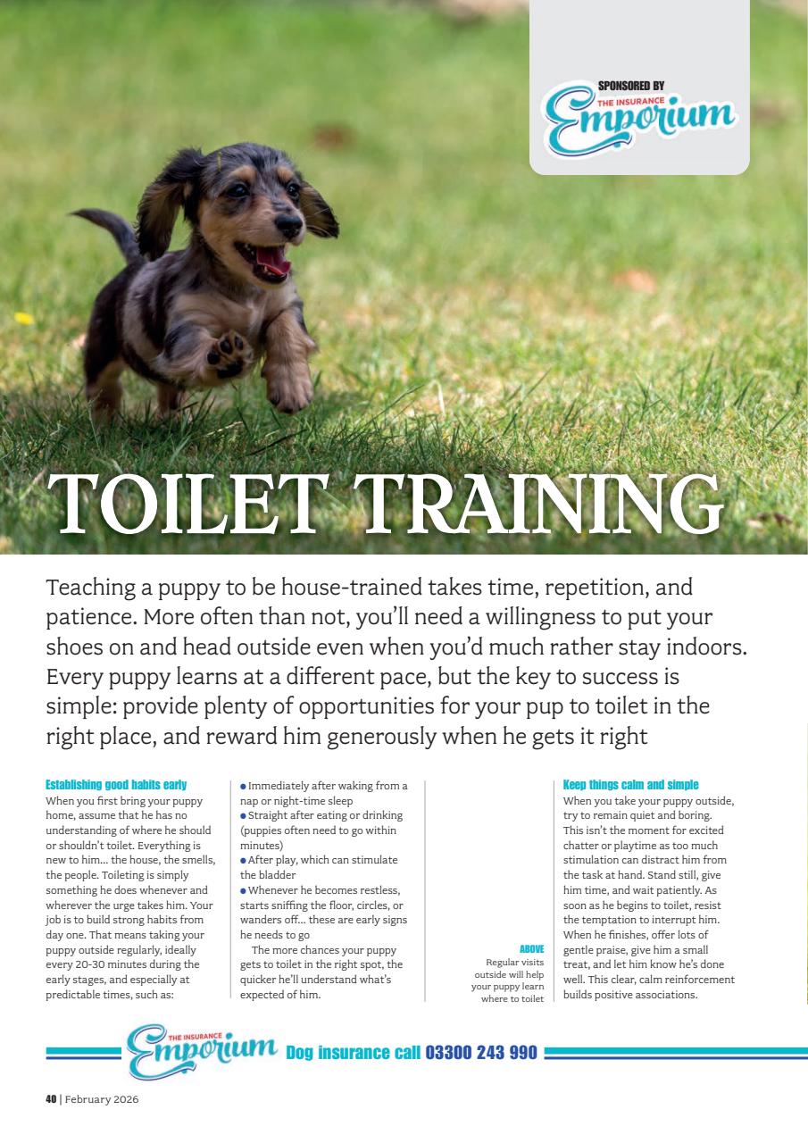 Your Dog Preview Pages