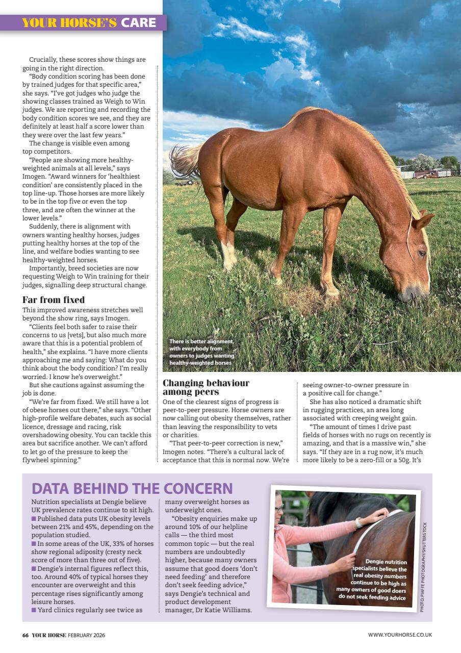 Your Horse Preview Pages