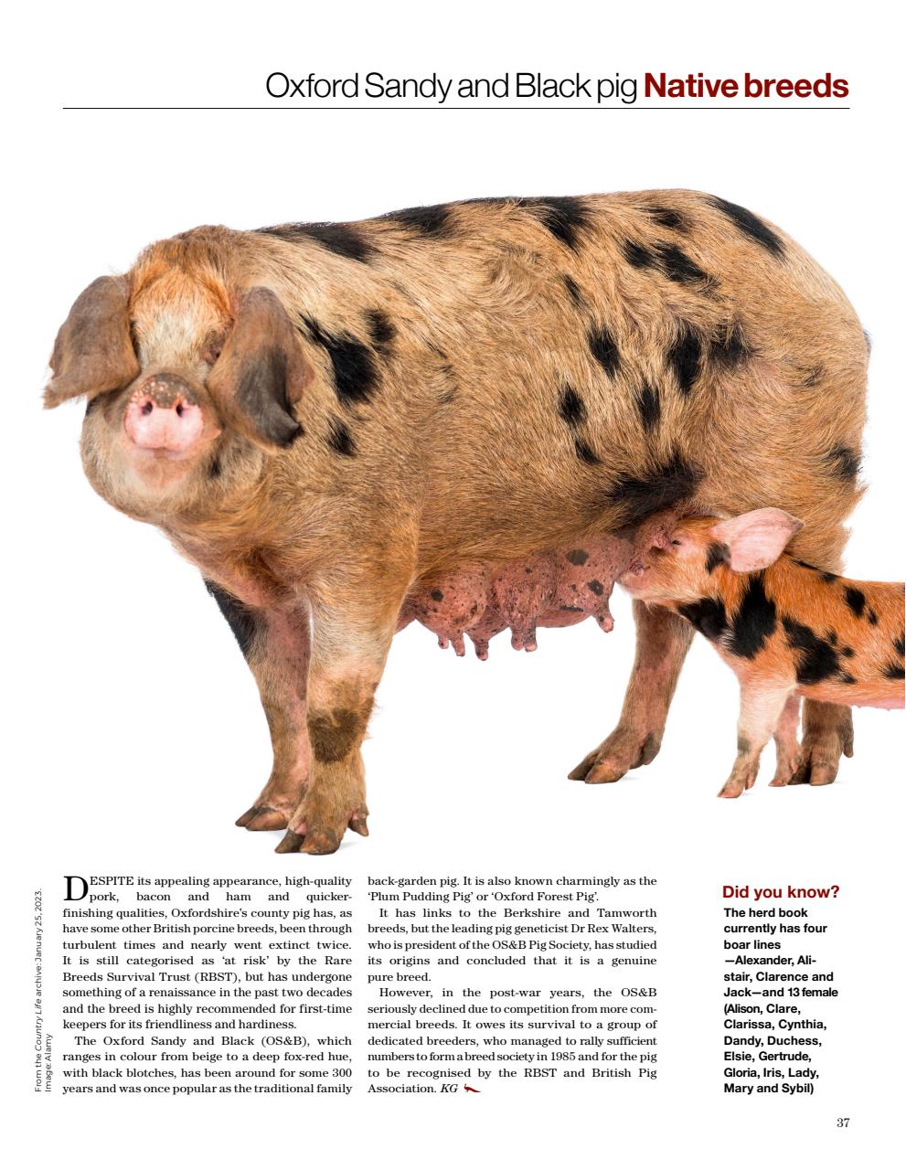 Country Life Bookazine Preview Pages