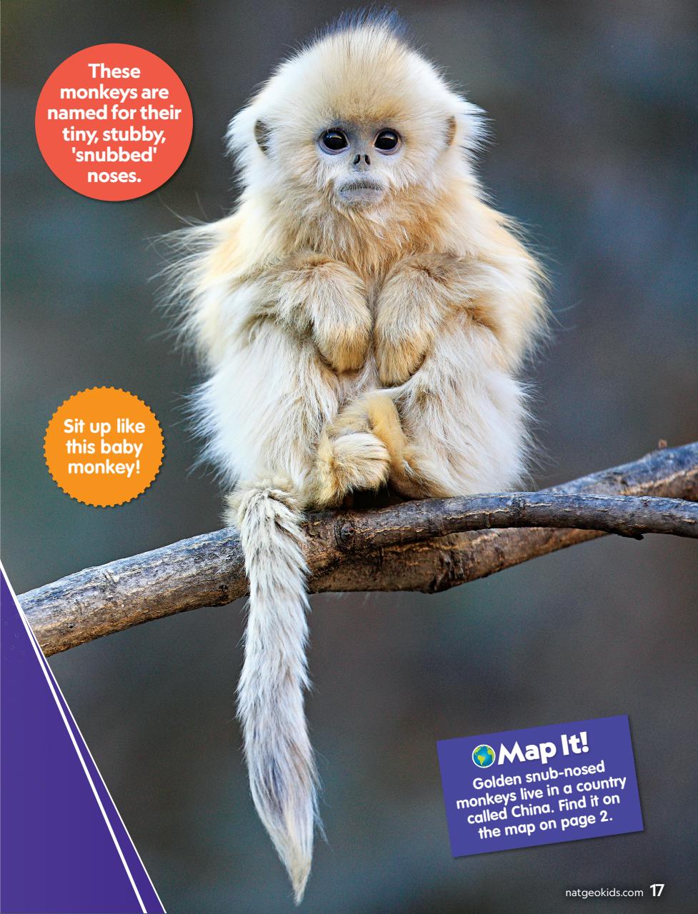 National Geographic Little Kids Preview Pages