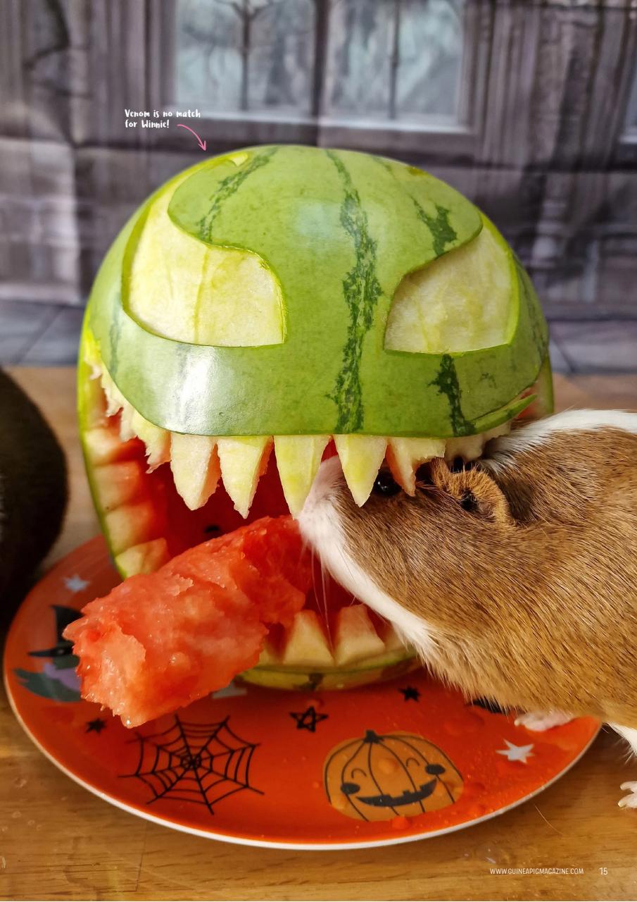 Guinea Pig Magazine Preview Pages