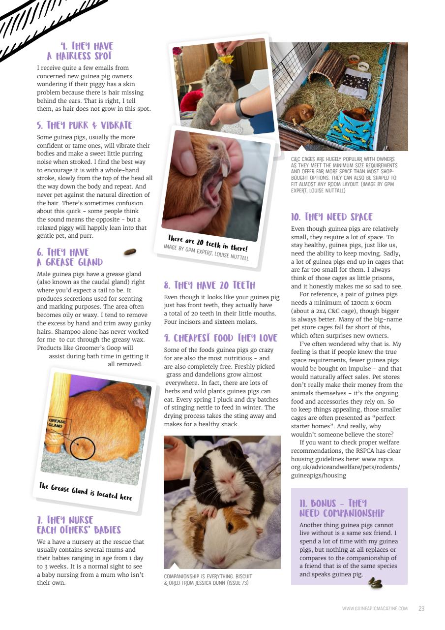 Guinea Pig Magazine Preview Pages