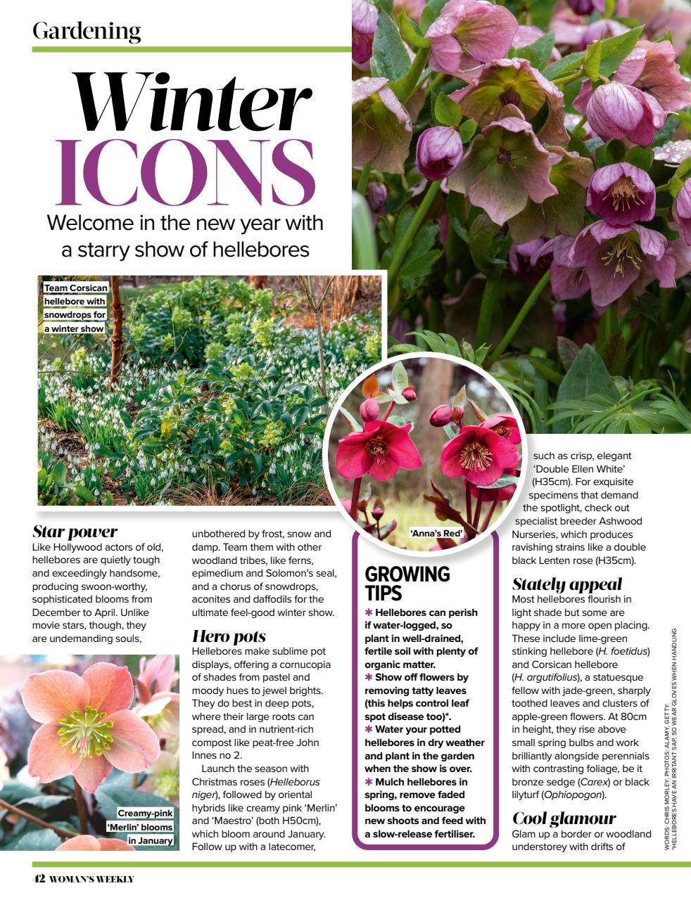 Woman's Weekly Preview Pages